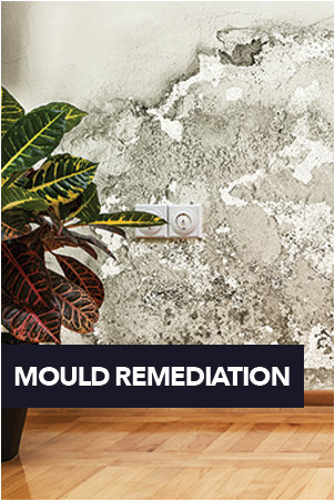 Mould-Remediation-NQFR.png